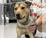 Small #1 Retriever  Mix