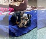 Small Mutt