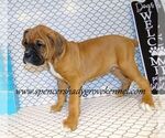 Small Photo #3 Boxer Puppy For Sale in CABOOL, MO, USA