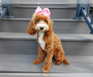 Cavapoo Puppy for sale in MILLERSBURG, OH, USA