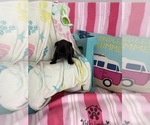 Small #11 French Bulldog