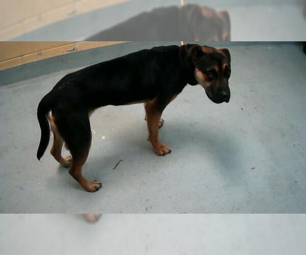 Medium Photo #1 American Pit Bull Terrier-Unknown Mix Puppy For Sale in Tulsa, OK, USA