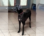 Small Photo #1 Great Dane Puppy For Sale in LITITZ, PA, USA