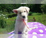 Image preview for Ad Listing. Nickname: Sparkling Cinna