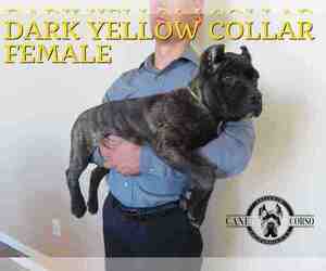 Cane Corso Puppy for sale in APPLE VALLEY, CA, USA