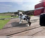 Small #9 Cocker Spaniel