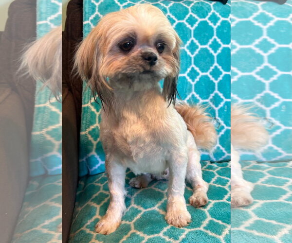 Medium Photo #3 Shih Tzu-Unknown Mix Puppy For Sale in Pacolet, SC, USA