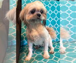 Small #2 Shih Tzu Mix