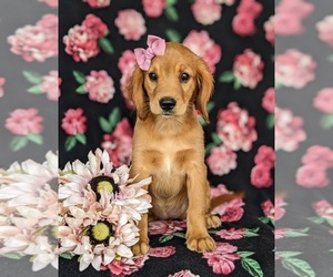 Golden Cavalier Puppy for sale in KIRKWOOD, PA, USA