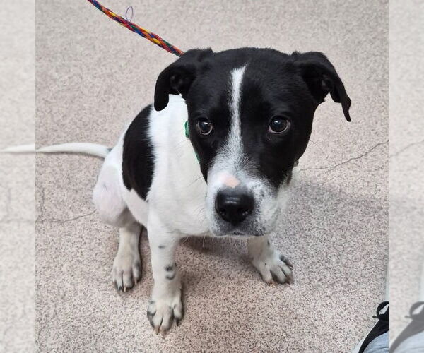 Medium Photo #4 Mutt Puppy For Sale in Canton, CT, USA