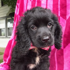 Cocker Spaniel Puppy for sale in QUARRYVILLE, PA, USA
