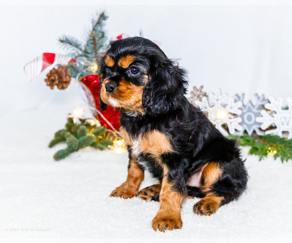 Medium Photo #40 Cavalier King Charles Spaniel Puppy For Sale in WAKARUSA, IN, USA