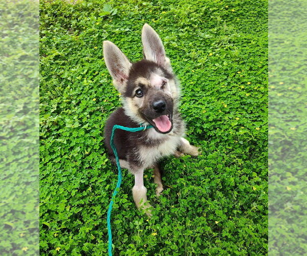 Medium Photo #2 Mutt Puppy For Sale in New York, NY, USA