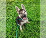 Small #1 Mutt
