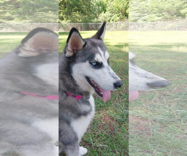 Medium Photo #2 Siberian Husky Puppy For Sale in Cumming, GA, USA