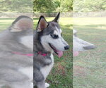 Small #1 Siberian Husky