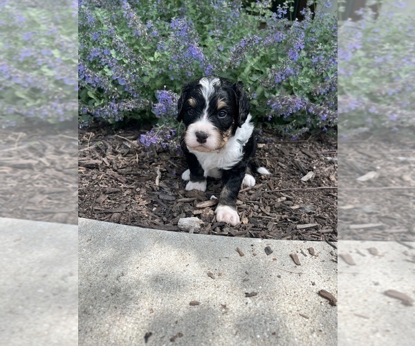 Medium Photo #39 Bernedoodle Puppy For Sale in MARTINSVILLE, IN, USA