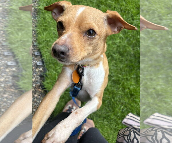 Medium Photo #2 Chihuahua-Unknown Mix Puppy For Sale in Bellevue, WA, USA