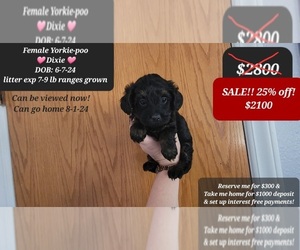 YorkiePoo Puppy for sale in TUCSON, AZ, USA