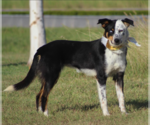 Small #2 Australian Shepherd Mix