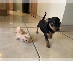 Miniature Pinscher Puppy for sale in SAN DIEGO, CA, USA