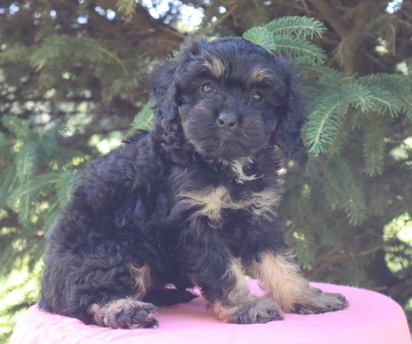 Medium Photo #4 Cavapoo Puppy For Sale in THORP, WI, USA