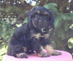 Small #3 Cavapoo