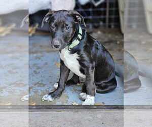 American Pit Bull Terrier-Australian Shepherd Mix Dogs for adoption in New London, WI, USA