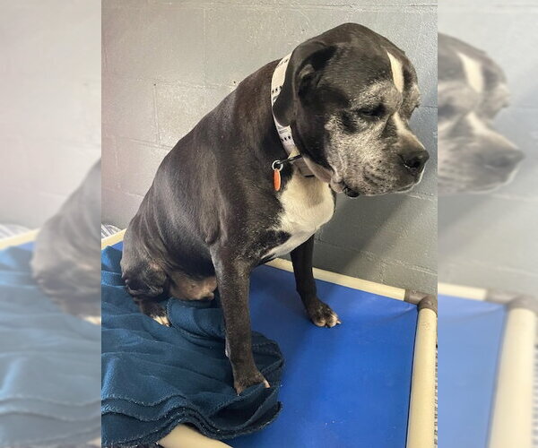 Medium Photo #3 Boxer Puppy For Sale in Stratham, NH, USA