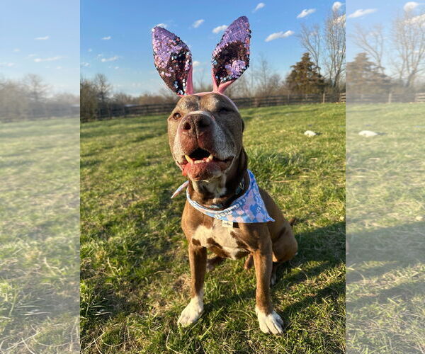 Medium Photo #9 American Pit Bull Terrier-Unknown Mix Puppy For Sale in Germantown, OH, USA