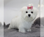 Small #3 Maltese
