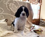 Small English Springer Spaniel