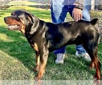 Small #17 Rottweiler
