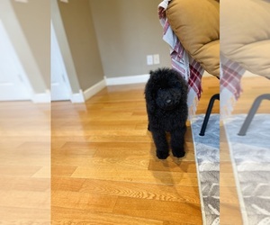 Poodle (Standard) Puppy for Sale in CROSSVILLE, Tennessee USA