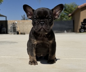 French Bulldog Puppy for sale in BLOOMINGTON, CA, USA