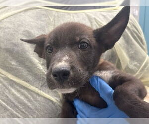 German Shepherd Dog-Unknown Mix Dogs for adoption in Las Vegas, NV, USA