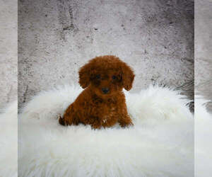 Goldendoodle (Miniature) Puppy for sale in ITASCA, TX, USA