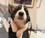 Small Photo #3 Anatolian Shepherd-Unknown Mix Puppy For Sale in Holly Springs, NC, USA