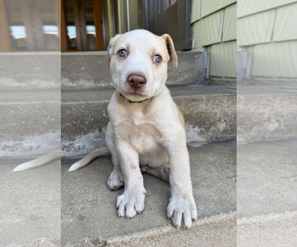 Medium Photo #3 Catahoula Leopard Dog-Labrador Retriever Mix Puppy For Sale in Marina Del Rey, CA, USA