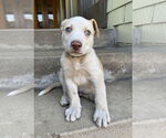 Small #2 Catahoula Leopard Dog-Labrador Retriever Mix