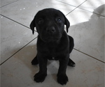 Small Photo #10 Labrador Retriever Puppy For Sale in SAN DIEGO, CA, USA