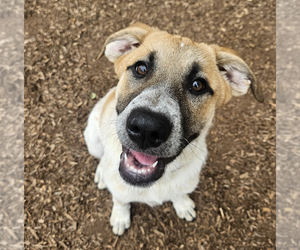Medium Photo #13 Great Pyrenees-Unknown Mix Puppy For Sale in Brooklyn, NY, USA