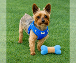 Small Photo #10 Mutt Puppy For Sale in Allentown,, PA, USA