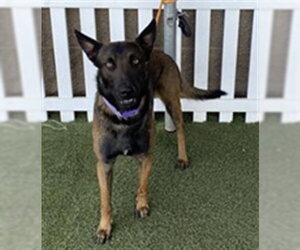 Mutt Dogs for adoption in Modesto, CA, USA