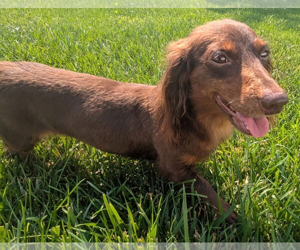 Medium Photo #5 Dachshund Puppy For Sale in Shelbyville, TN, USA