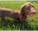 Small #4 Dachshund