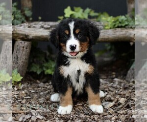 Bernese Mountain Dog Puppy for sale in CHRISTIANA, PA, USA