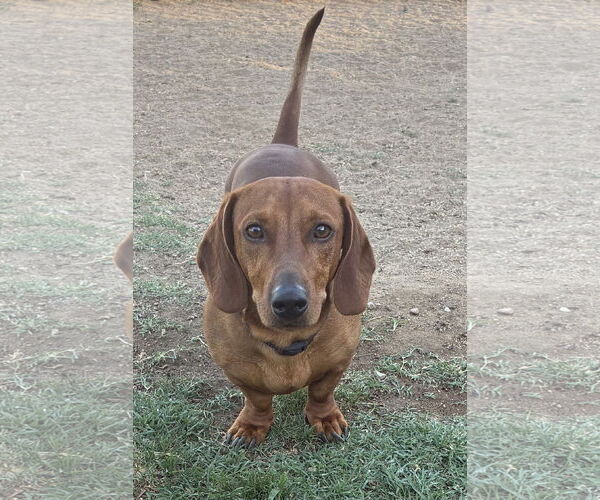 Medium Photo #2 Dachshund Puppy For Sale in Hesperia, CA, USA