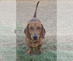 Small #1 Dachshund