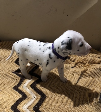 Medium Photo #14 Dalmatian Puppy For Sale in LINCOLN, NE, USA